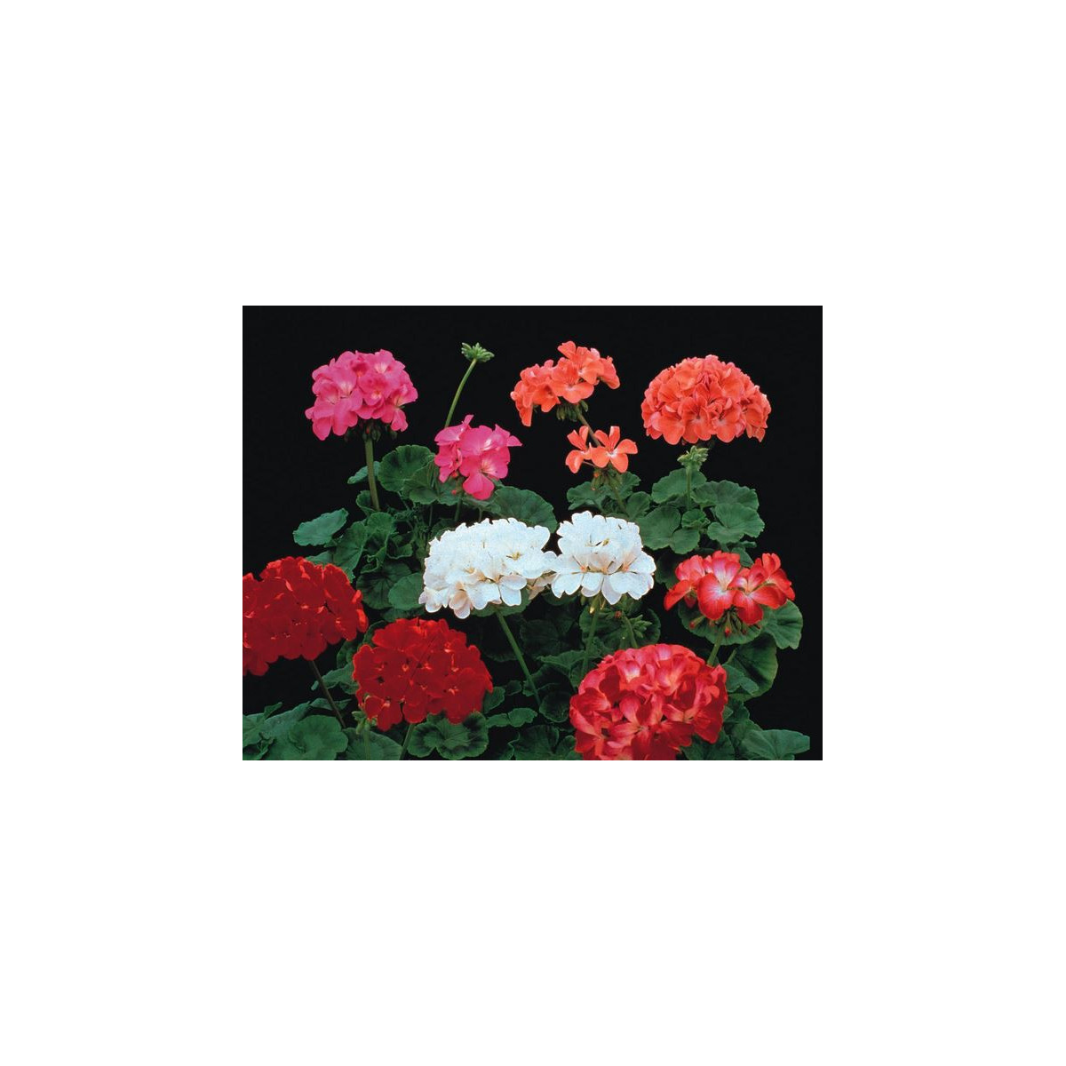 Semínka muškátu - Pelargonium hybrids - Muškát Paintbox směs barev - prodej semen - 8 ks