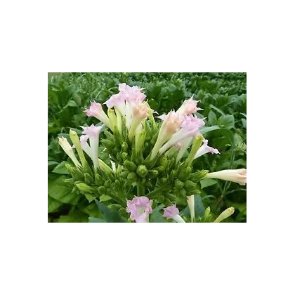 Semínka tabáku - Nicotiana tabacum - Tabák Green wood - prodej semen - 25 ks