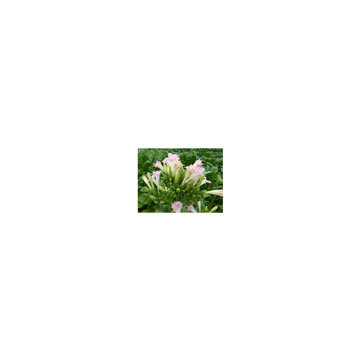 Semínka tabáku - Nicotiana tabacum - Tabák Green wood - prodej semen - 25 ks