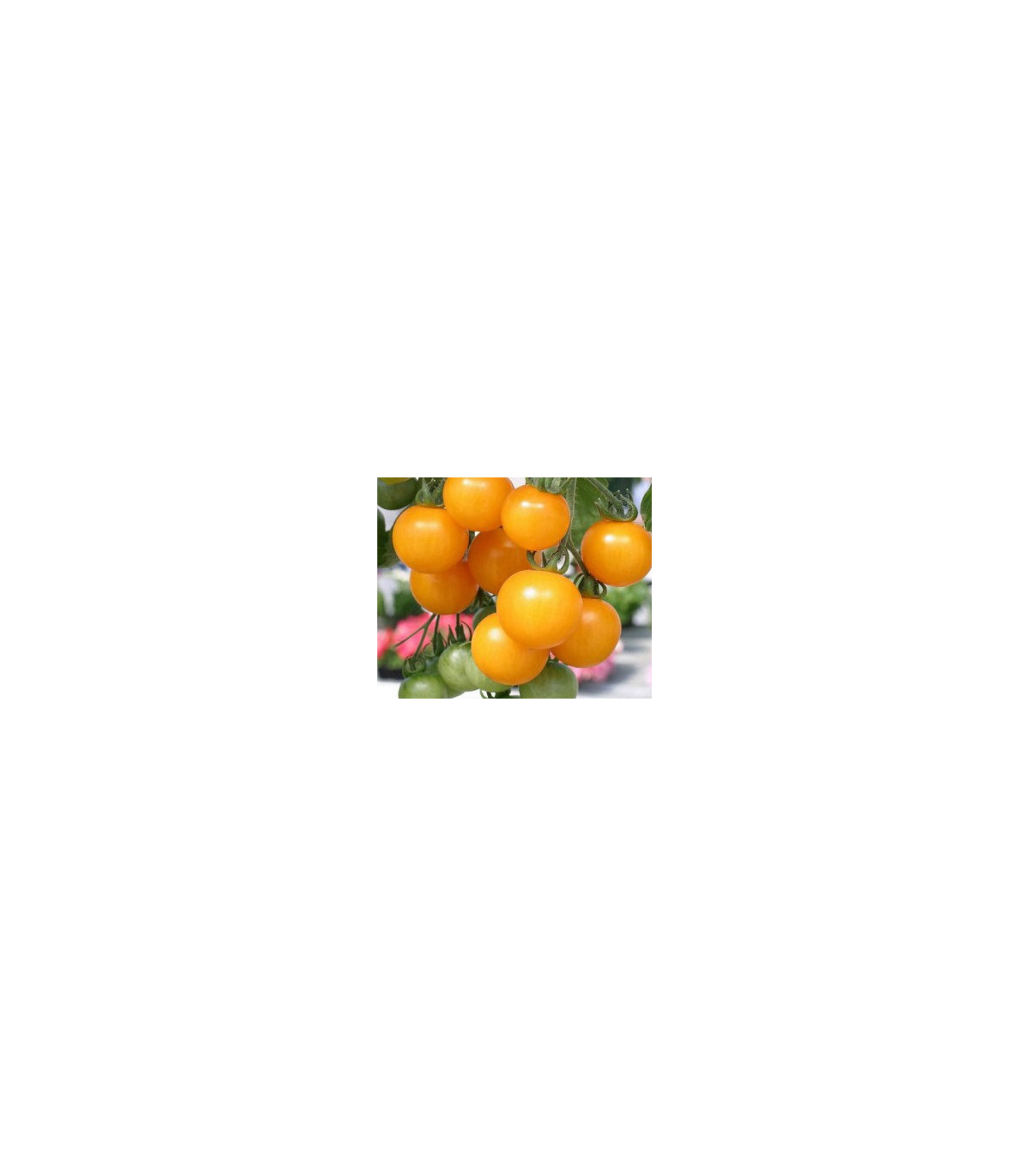Divoké rajče žluté - Lycopersicon pimpinellifolium - semena - 6 ks