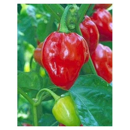 Chili- Karibské červené- semena Chili- 6 ks