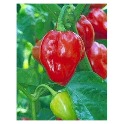 Chili- Karibské červené- semena Chili- 6 ks