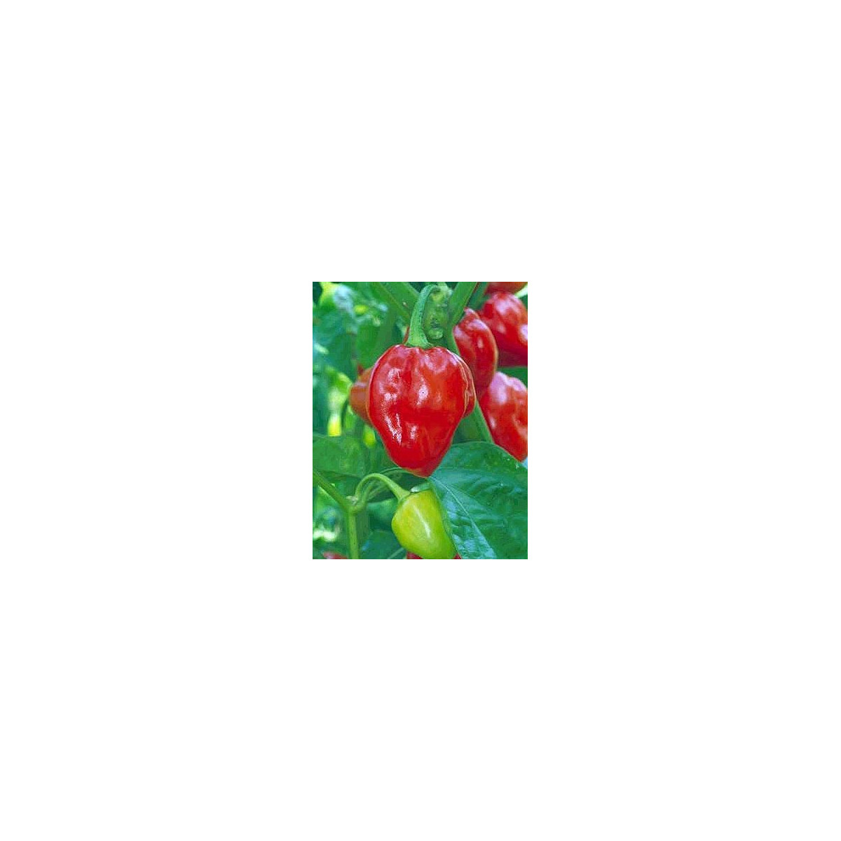 Chili- Karibské červené- semena Chili- 6 ks