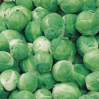 Semínka kapusty - Brassica oleracea - Kapusta růžičková Hilds Ideal - prodej semen - 0,5 g