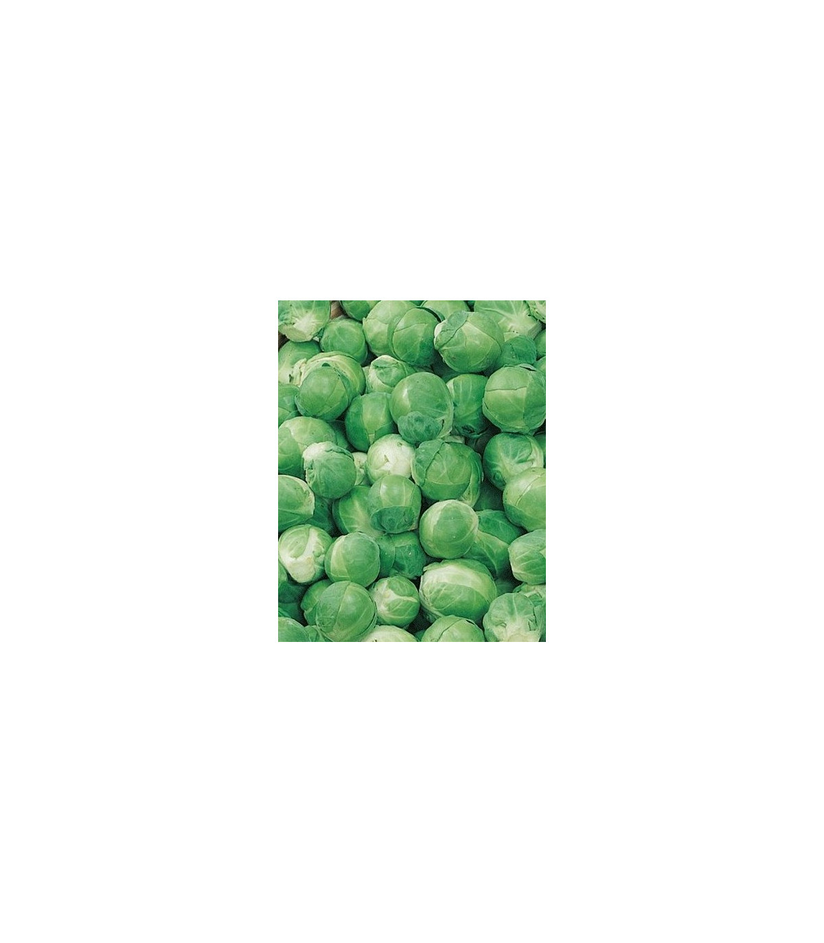 Semínka kapusty - Brassica oleracea - Kapusta růžičková Hilds Ideal - prodej semen - 0,5 g