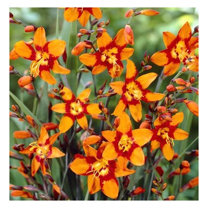 Montbrécie Emily Mckenzie - Crocosmia - prodej cibulovin - 4 ks