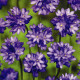 Dichelostemma - Dichelostemma congestum - prodej cibulovin - 2 ks