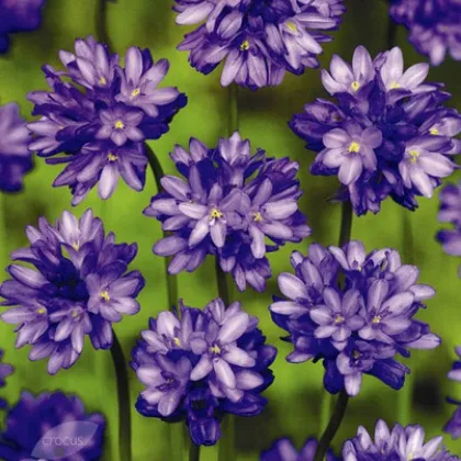 Dichelostemma - Dichelostemma congestum - prodej cibulovin - 2 ks