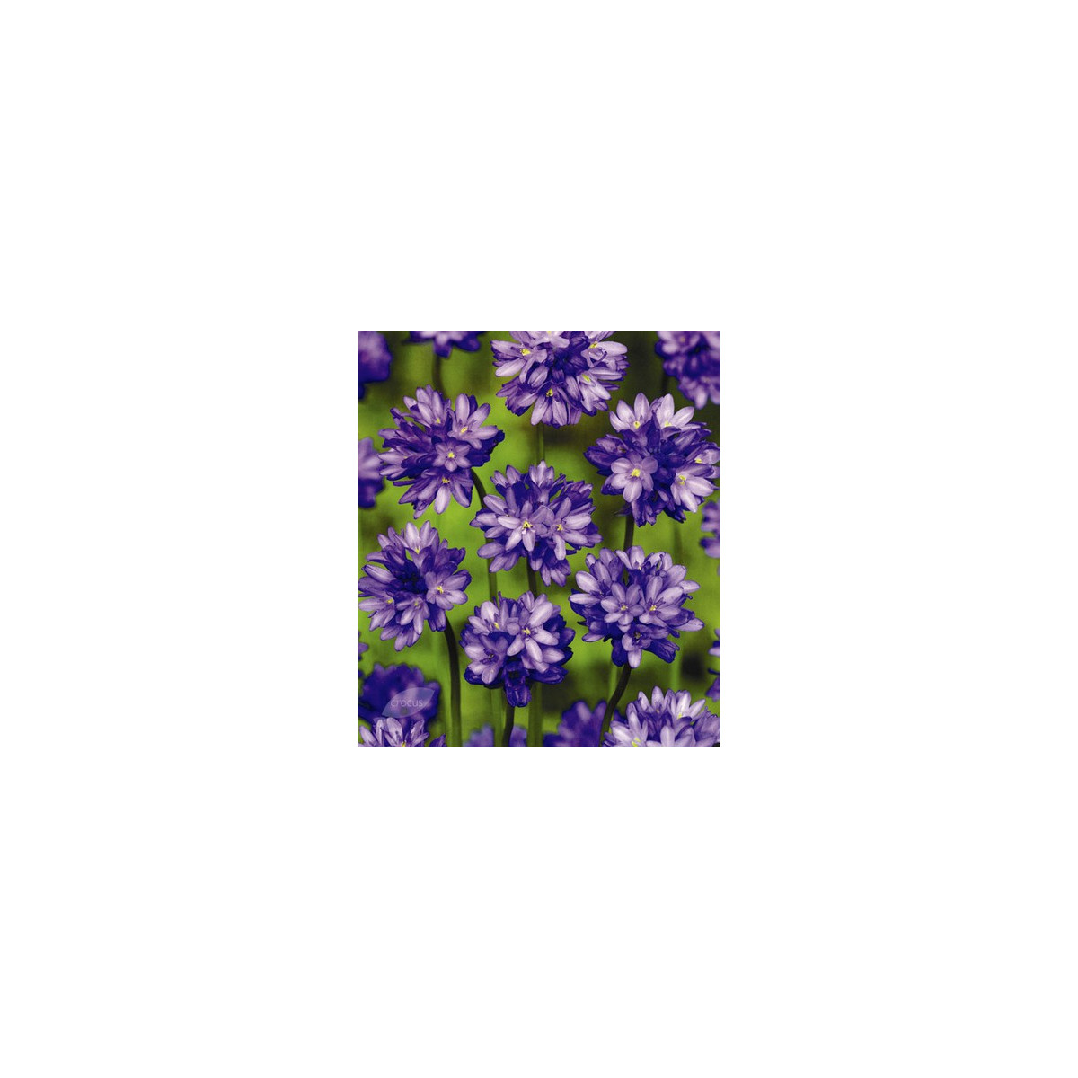 Dichelostemma - Dichelostemma congestum - prodej cibulovin - 2 ks