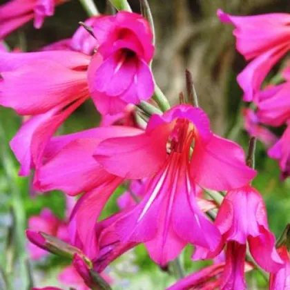 Gladiol obecný - Gladiolus communis - prodej cibulovin - 3 ks