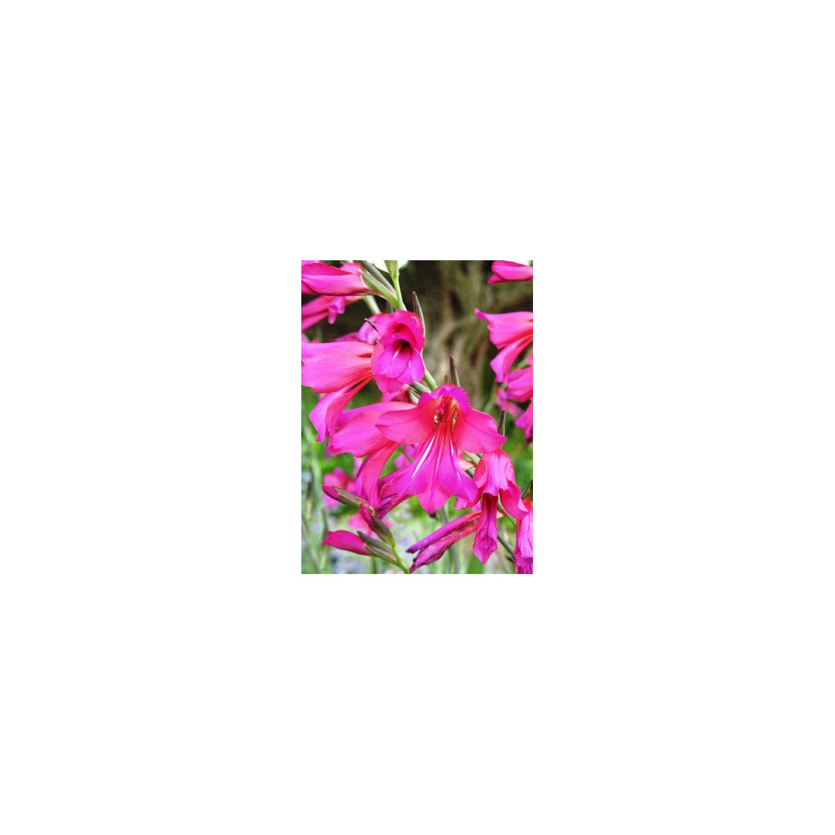 Gladiol obecný - Gladiolus communis - prodej cibulovin - 3 ks