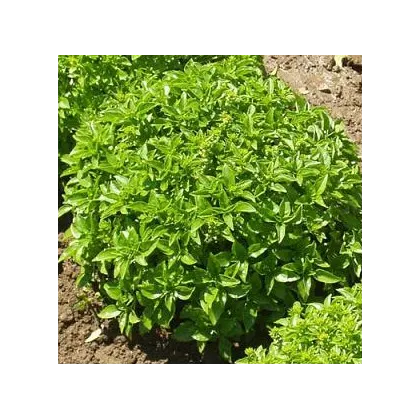 Semínka bazalky -  Ocimum - Bazalka Pluto - bazalka malolistá - prodej semen - 0,2 g