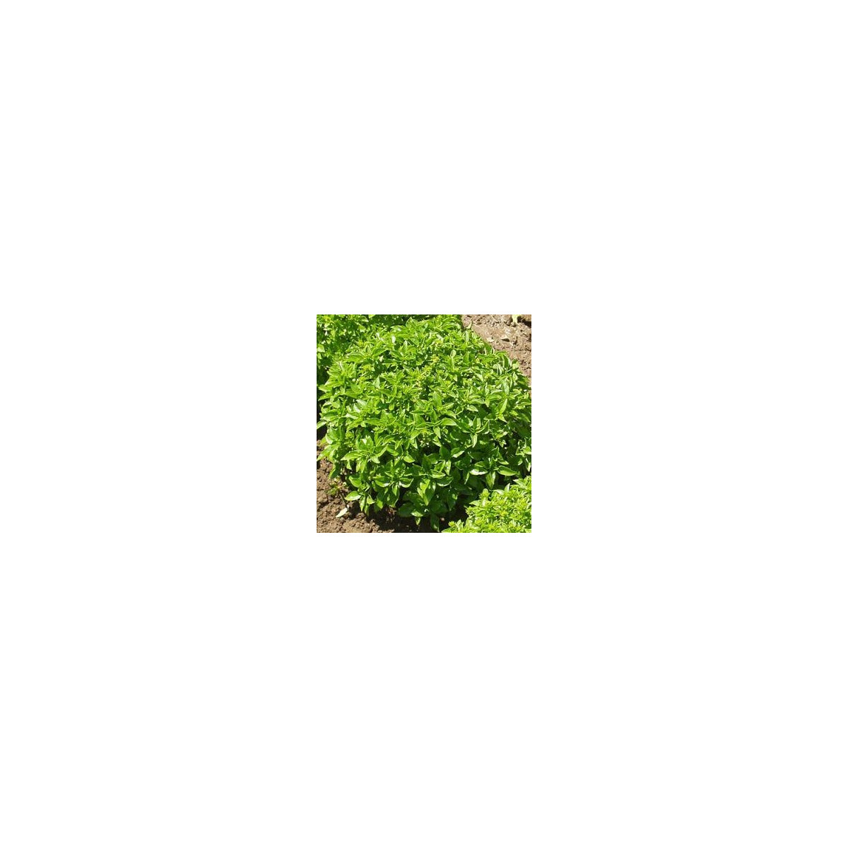 Semínka bazalky -  Ocimum - Bazalka Pluto - bazalka malolistá - prodej semen - 0,2 g