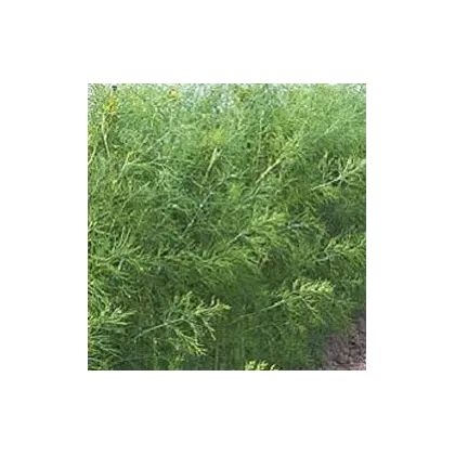 Kopr vonný Oliver - Anethum graveolens - prodej semen kopru - 1 gr