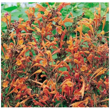 Agastache Apricot Sprite - Agastache aurantiaca - semena agastache - 20 ks