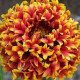 Kokarda jednoduchá Sundance - Gaillardia pulchella - semena - 0,1 g