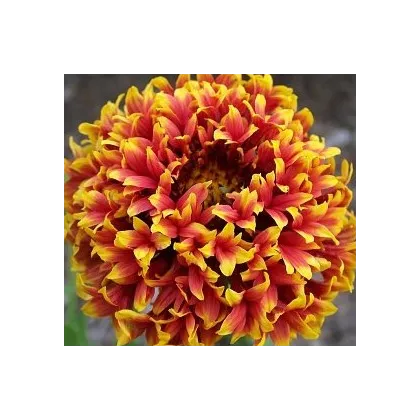 Kokarda jednoduchá Sundance - Gaillardia pulchella - semena - 0,1 g