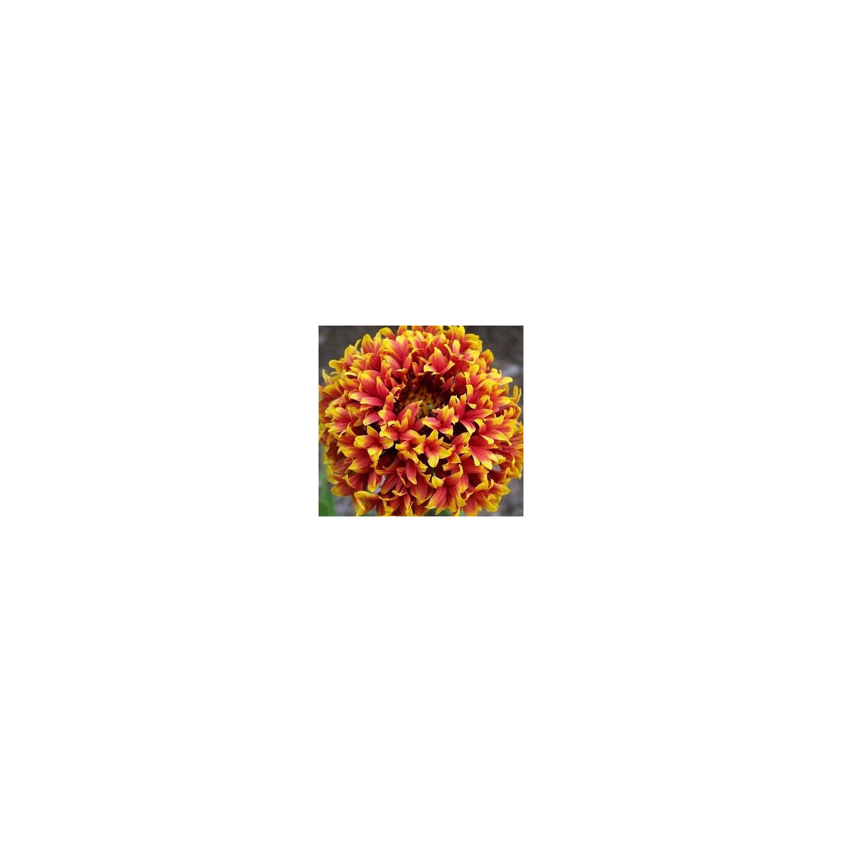 Kokarda jednoduchá Sundance - Gaillardia pulchella - semena - 0,1 g