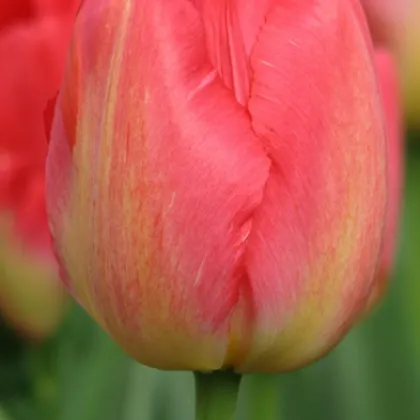 Tulipán Judith Leyster - Tulipa - cibuloviny - 3 ks