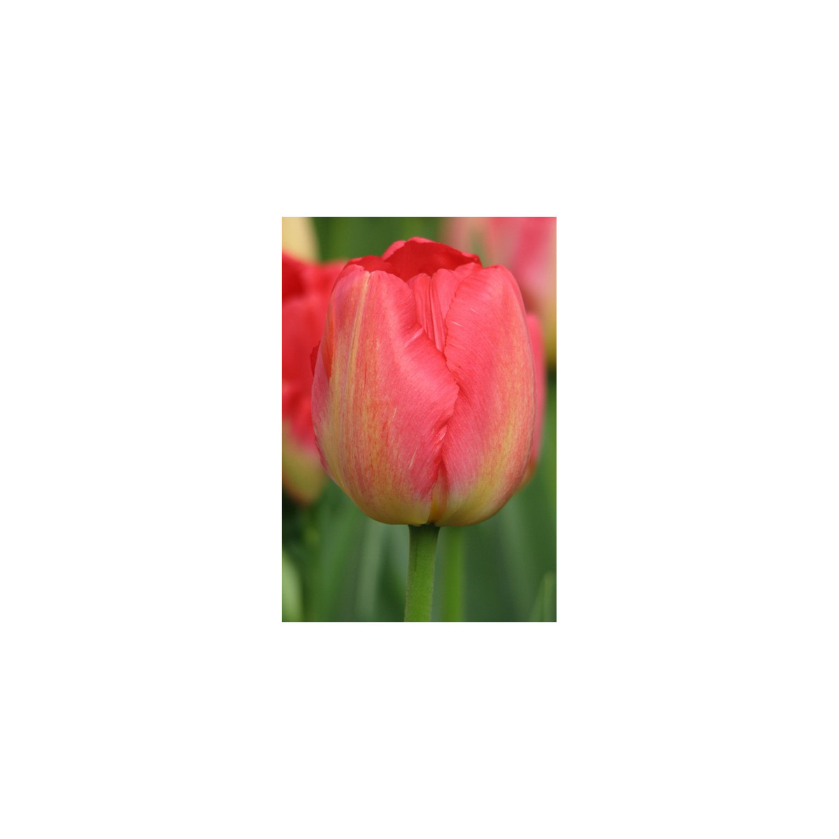 Tulipán Judith Leyster - Tulipa - cibuloviny - 3 ks
