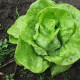 Salát hlávkový k rychlení- Lactusa sativa- semena salátu- 400 ks
