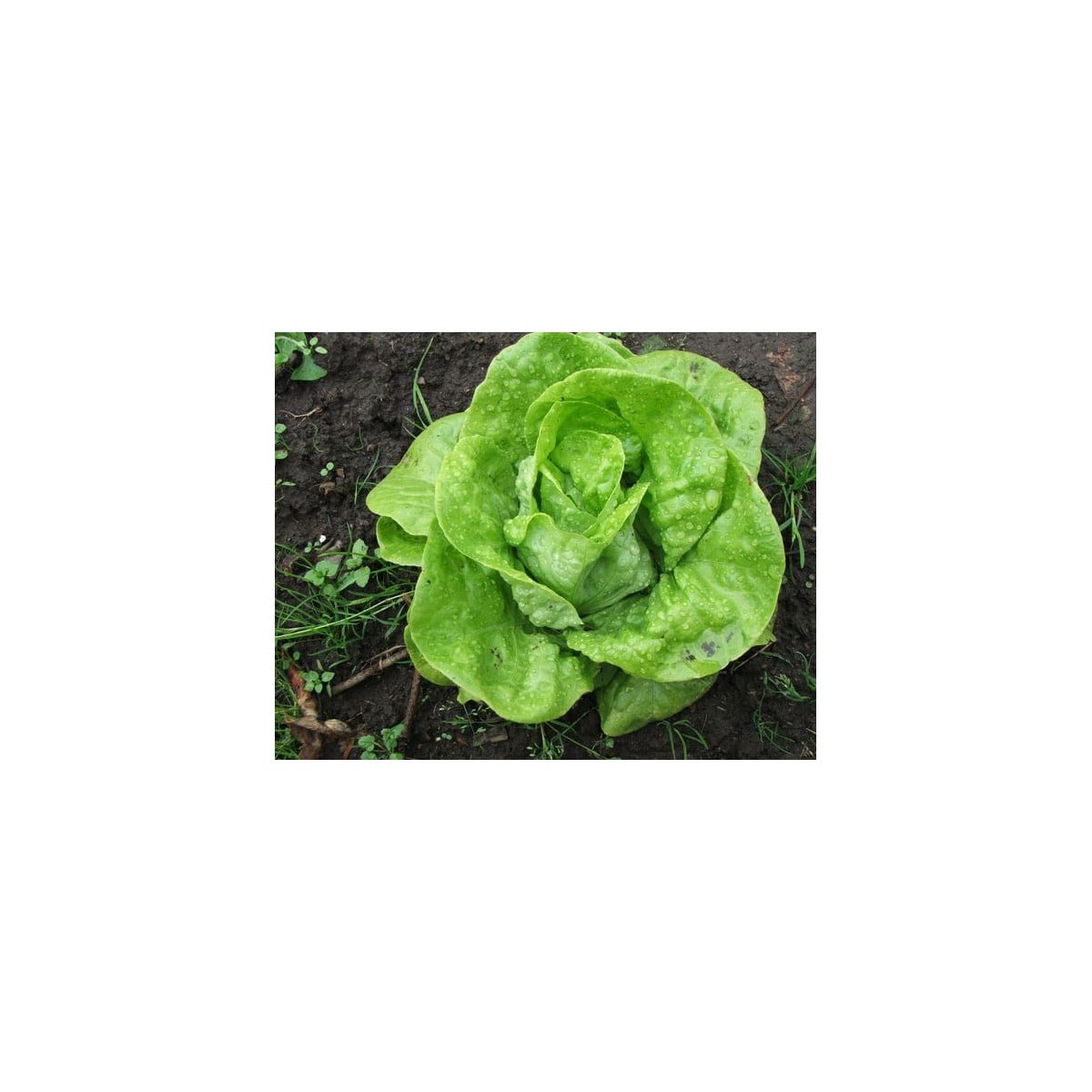 Salát hlávkový k rychlení- Lactusa sativa- semena salátu- 400 ks