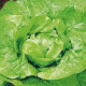 Salát hlávkový k rychlení - Lactusa sativa - semena salátu - 300 ks