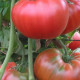 Semínka rajčete - Rajče tyčkové hybridní Virginia F1 - prodej semen - 5 ks