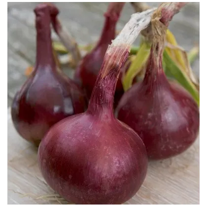 Semínka cibule -  Allium cepa L. - Cibule Červený baron - prodej semen - 0,5 g
