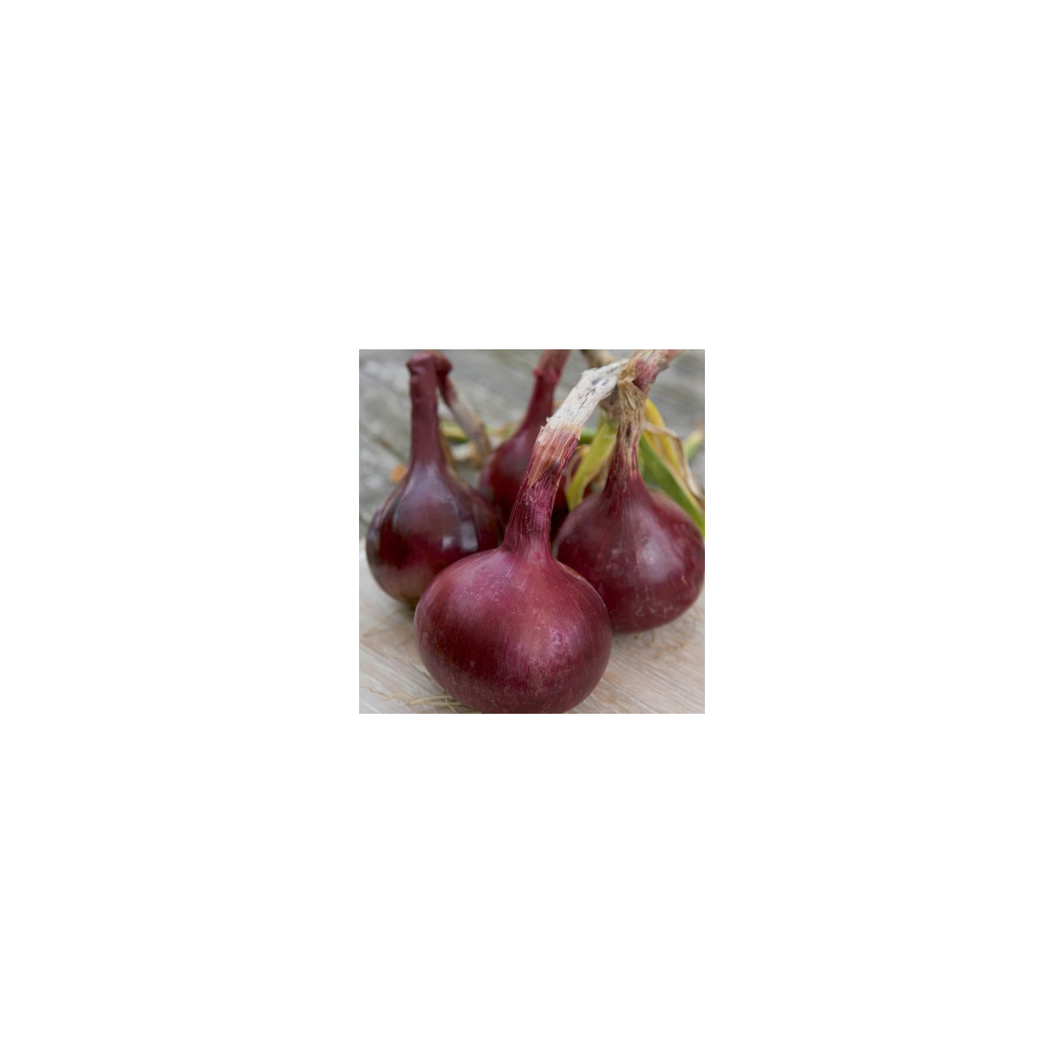 Semínka cibule -  Allium cepa L. - Cibule Červený baron - prodej semen - 0,5 g