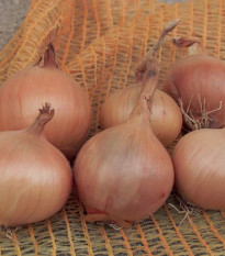 Semínka cibule - Allium cepa - Cibule kuchyňská Sturon - prodej semen - 1 gr