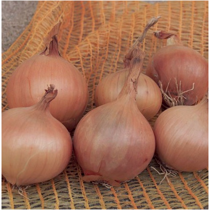 Semínka cibule - Allium cepa - Cibule kuchyňská Sturon - prodej semen - 1 gr