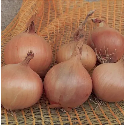 Semínka cibule - Allium cepa - Cibule kuchyňská Sturon - prodej semen - 1 gr