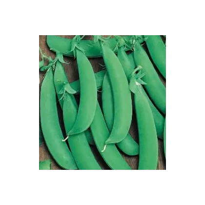 Hrách cukrový Zuccola - Pisum sativum - semena - 10 gr