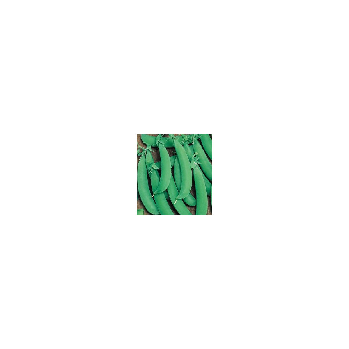 Hrách cukrový Zuccola - Pisum sativum - semena - 10 gr