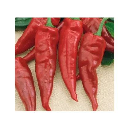 Semínka papriky - Capsicum annuum - Paprika kořeninová Vulkan - prodej semen - 10 ks