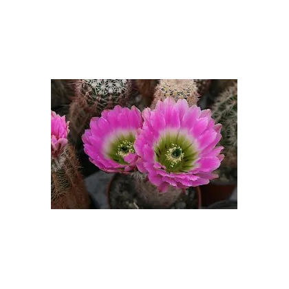 Semínka kaktusu - Kaktus Echinocereus mix - prodej semen - 4 ks