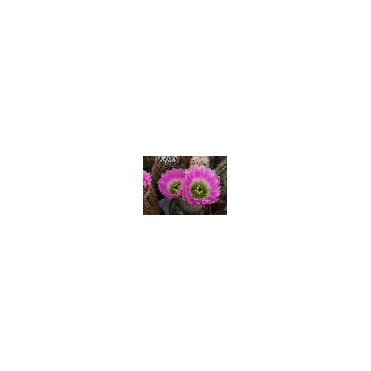 Semínka kaktusu - Kaktus Echinocereus mix - prodej semen - 4 ks