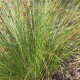 Ozdobný rákos Gahnia - Gahnia trifida - prodej semen - 10 ks