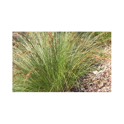 Ozdobný rákos Gahnia - Gahnia trifida - prodej semen - 10 ks