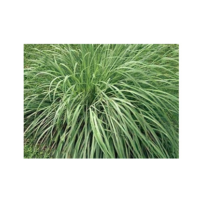 Semínka okrasné trávy - Cymbopogon winterianus - Citronová tráva pravá - Voňatka winterová - prodej semen - 20 ks