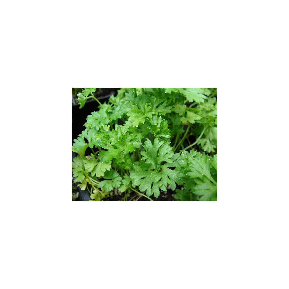 Petržel naťová (kadeřavá)- Petroselinum crispum convar- semena Petržele- 1300 ks
