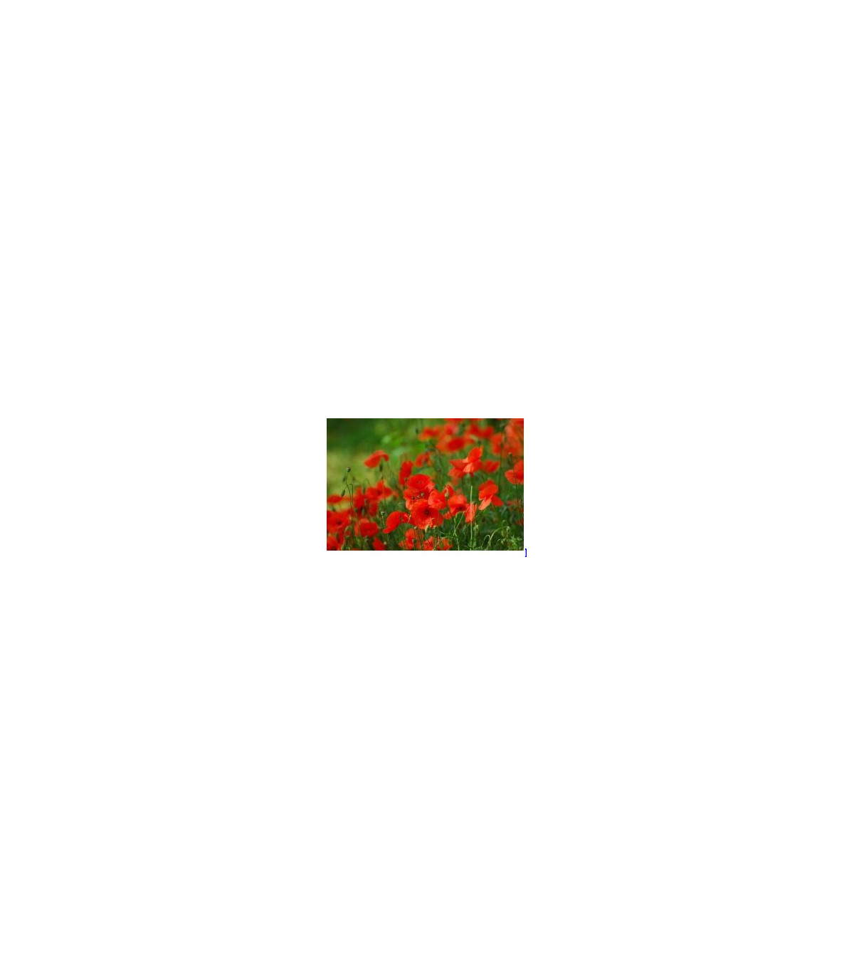 Mák vlčí červený - Papaver rhoeas - prodej semen - 250 ks