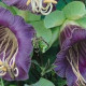 Vilec šplhavý modrý - Cobaea scandens - prodej semen - 7 ks