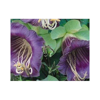 Vilec šplhavý modrý - Cobaea scandens - prodej semen - 7 ks