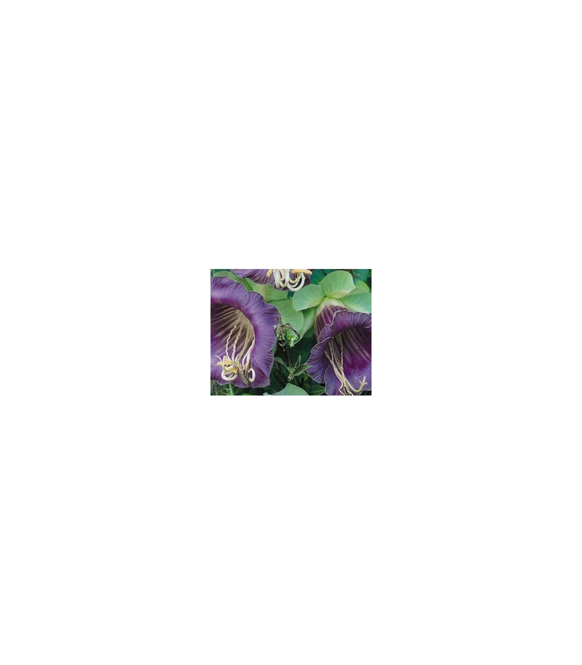 Vilec šplhavý modrý - Cobaea scandens - prodej semen - 7 ks