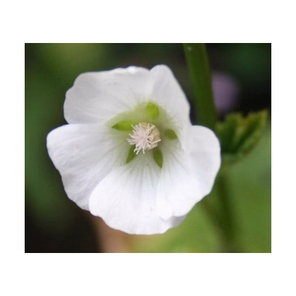 Slézovka trojklaná bílá - Malope trifida - prodej semen - 30 ks