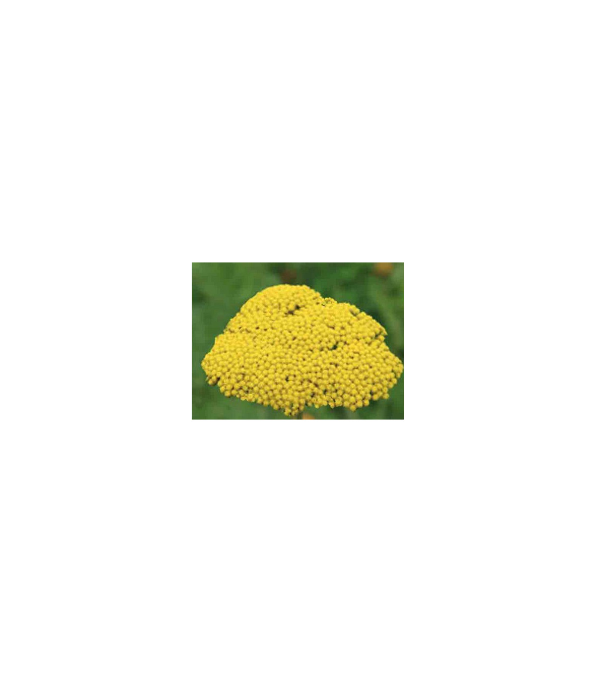 Řebříček tužebníkový Parkers žlutý - Achillea filipendulina - prodej semen - 0,5 g