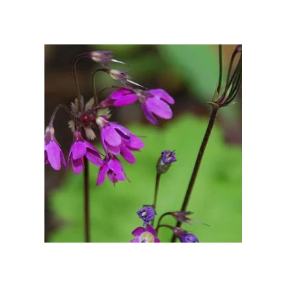 Kruhatka Matthiolova - Cortusa matthioli - prodej semen - 10 ks