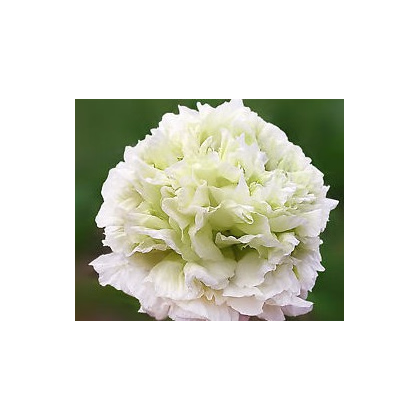 Semínka máku - Papaver paeoniflorum - Mák setý bílý - prodej semen - 0,1 g